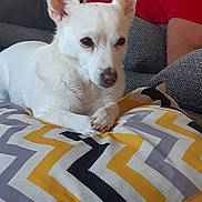 Loca participe au concours pour gagner de l'argent avec cette photo : dog, white_dog, pet, pillow, zigzag_pattern, indoor, couch, person, resting, relaxed, fur, ears, nose, paw, comfort, home, animal, companion, laying_down, cozy