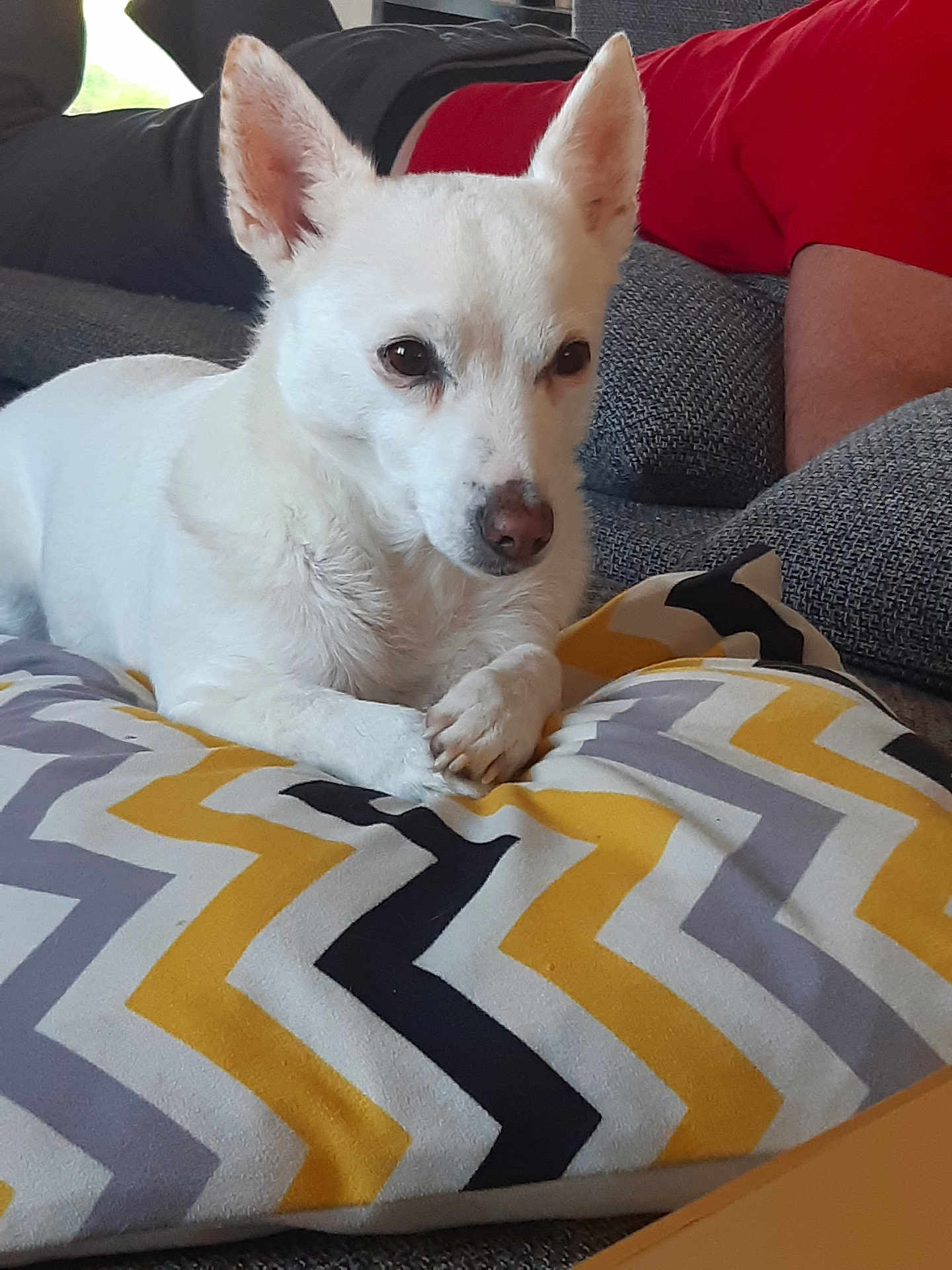 Loca participe au concours pour gagner de l'argent avec cette photo : dog, white_dog, pet, pillow, zigzag_pattern, indoor, couch, person, resting, relaxed, fur, ears, nose, paw, comfort, home, animal, companion, laying_down, cozy