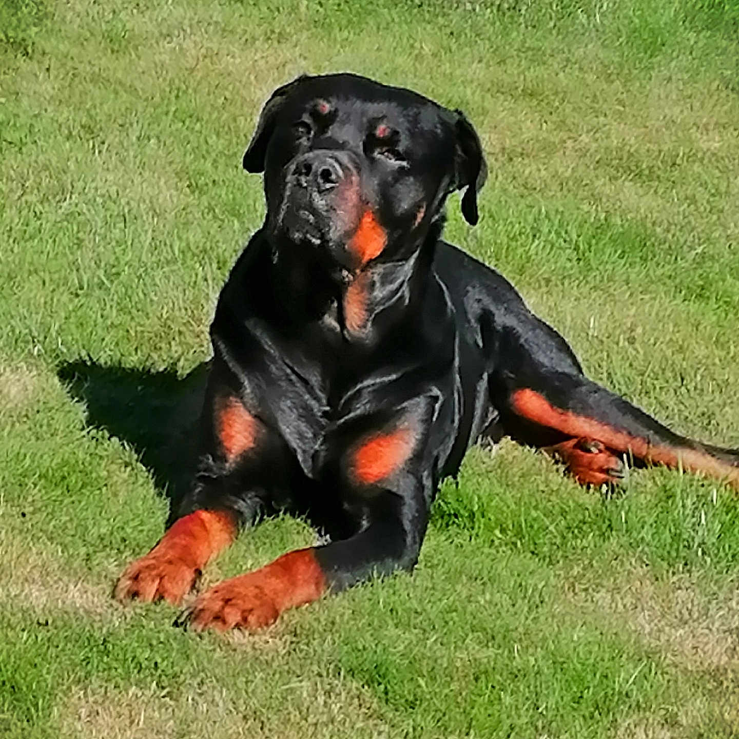 Nephir participe au concours pour gagner de l'argent avec cette photo : animal, appenzeller, boxer, bulldog, canine, dog, field, grass, grassland, hound, labradorretriever, lawn, nature, outdoors, pet, pitbull, plant, pointer, policedog, puppy