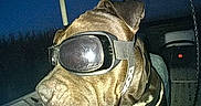 Jojo participe au concours pour gagner de l'argent avec cette photo : dog, goggles, pet, vehicle, night, seat, reflective, brown_dog, closeup, indoor, car_interior, leather_seat, side_profile, canine, accessory, dark, transportation, animal, headgear, muzzle