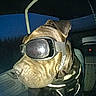 dog, goggles, pet, vehicle, night, seat, reflective, brown_dog, closeup, indoor, car_interior, leather_seat, side_profile, canine, accessory, dark, transportation, animal, headgear, muzzle