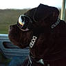 dog, goggles, doggles, vehicle, window, dark, grainy, pet, animal, side_profile, looking_out, seat, adventure, outdoor, reflection, brown_dog, canine, transport, travel, accessory