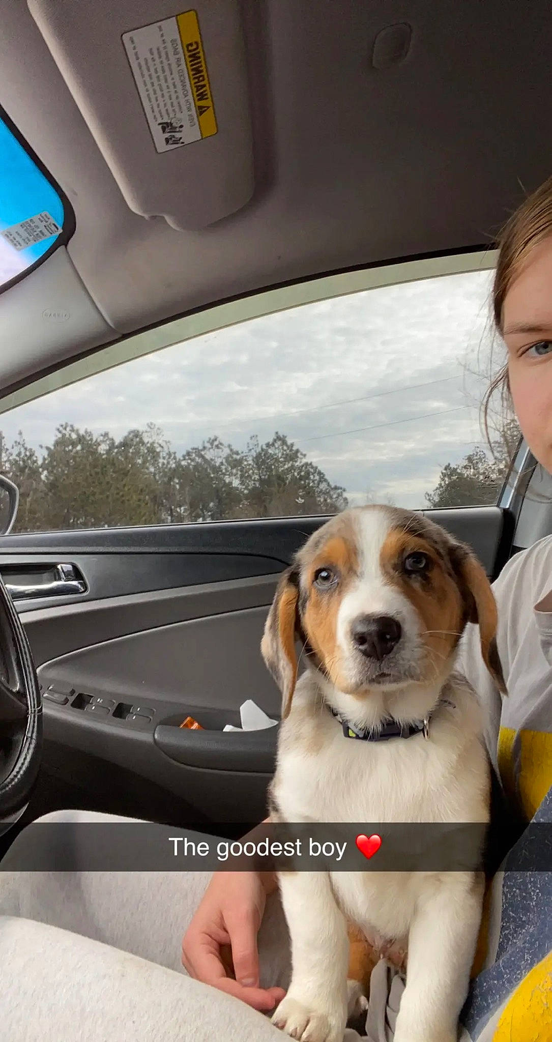 Kiba is registered to the contest to win money with this photo: automotive_design, automotive_exterior, automotive_lighting, automotive_mirror, car, car_seat_cover, carnivore, cloud, collar, companion_dog, dog, dog_breed, fawn, head_restraint, motor_vehicle, rear_view_mirror, sky, steering_wheel, vehicle, vehicle_door