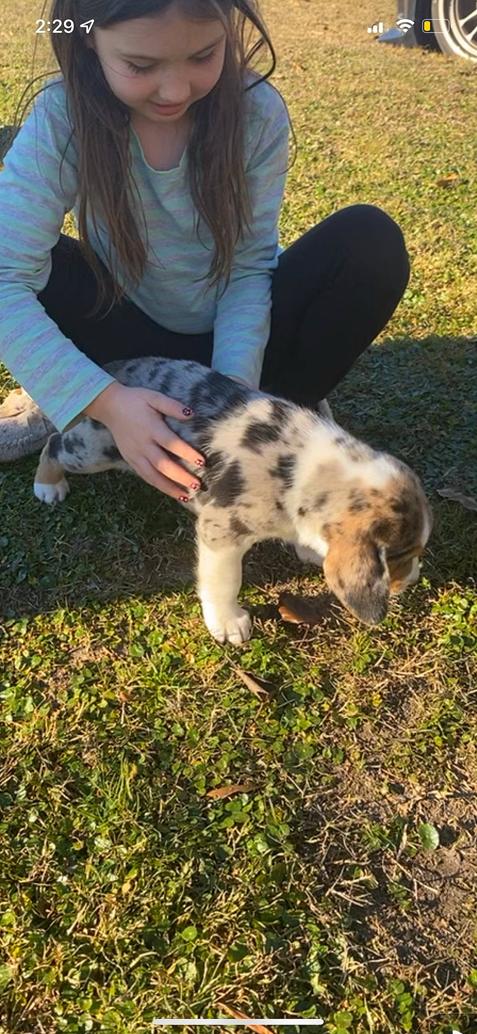 Kiba joined the competition — help win amazing prizes! carnivore, companion_dog, dog, dog_breed, fawn, foot, fur, grass, grassland, human_leg, knee, lawn, people_in_nature, plant, snout, soil, sporting_group, tail, tree, whiskers