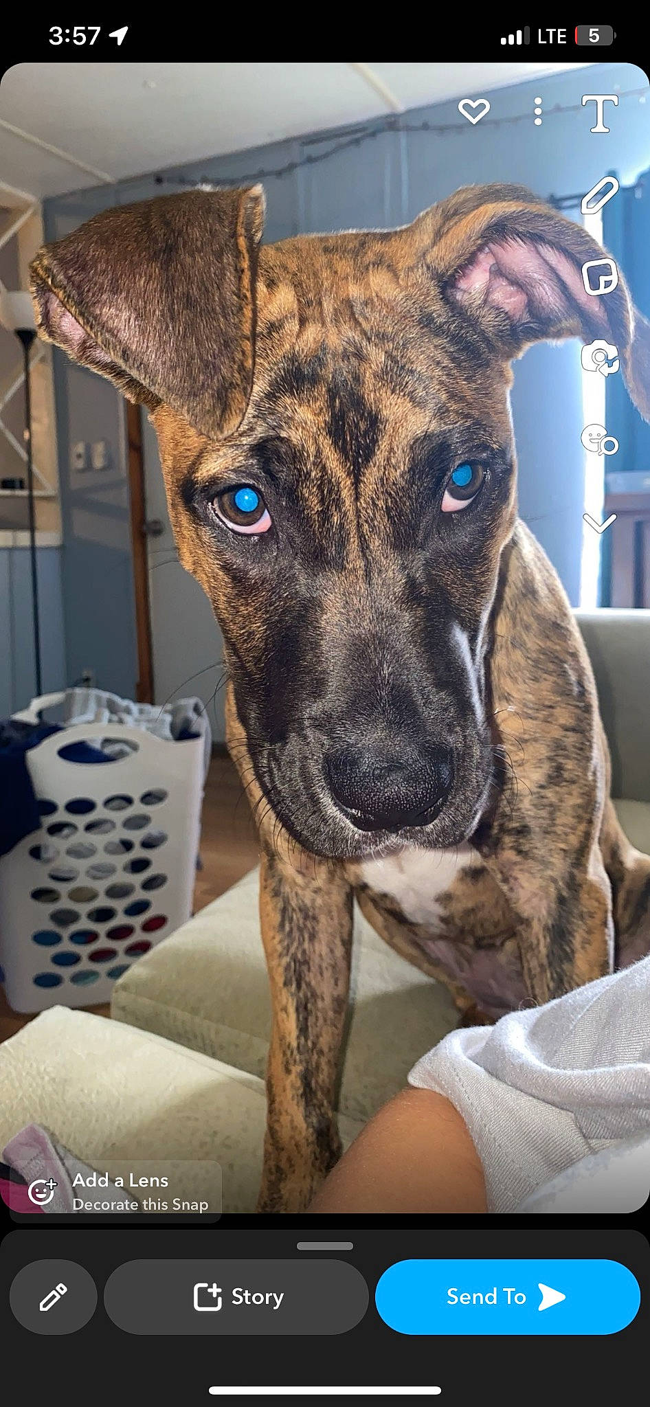 Penny is registered to the contest to win money with this photo: ancient_dog_breeds, canidae, carnivore, collar, companion_dog, dog, dog_breed, dog_collar, ear, fawn, fur, guard_dog, non_sporting_group, sporting_group, terrestrial_animal, toy_dog, whiskers, working_animal, working_dog