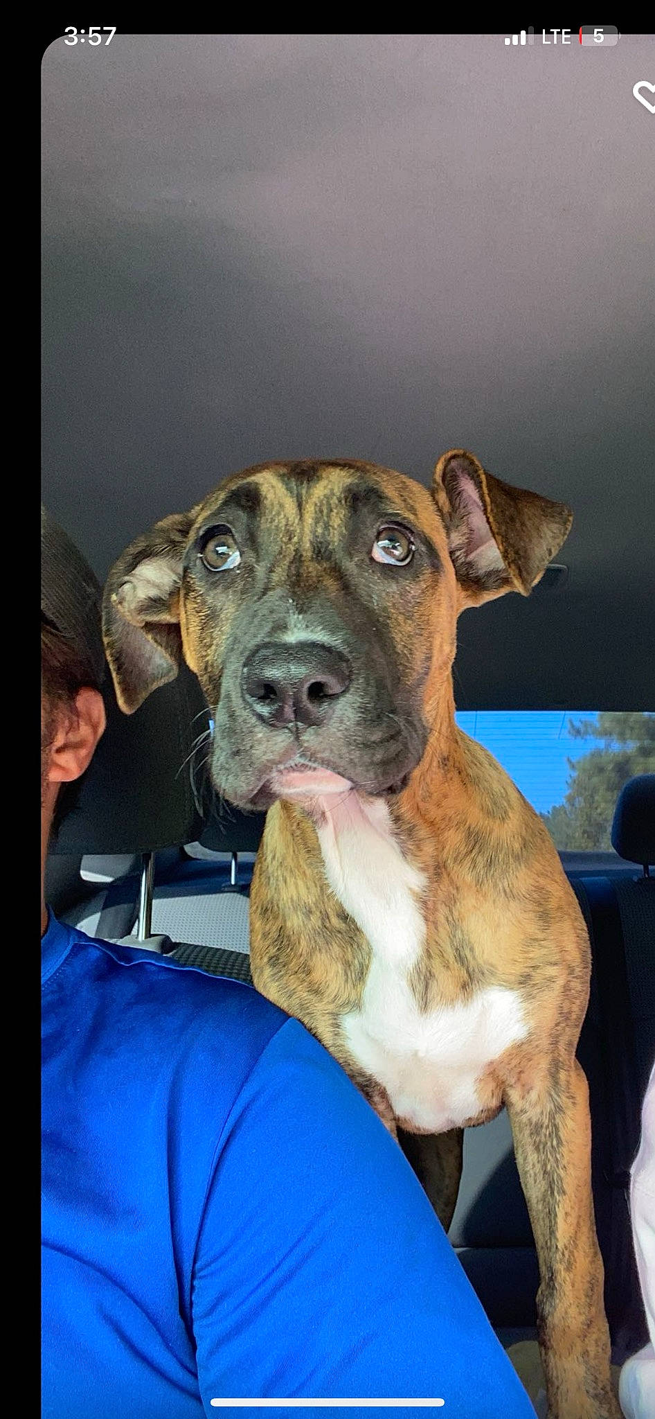 Penny is registered to the contest to win money with this photo: ancient_dog_breeds, canidae, carnivore, collar, companion_dog, dog, dog_breed, dog_collar, fawn, fur, guard_dog, non_sporting_group, sporting_group, terrestrial_animal, whiskers, working_animal, working_dog