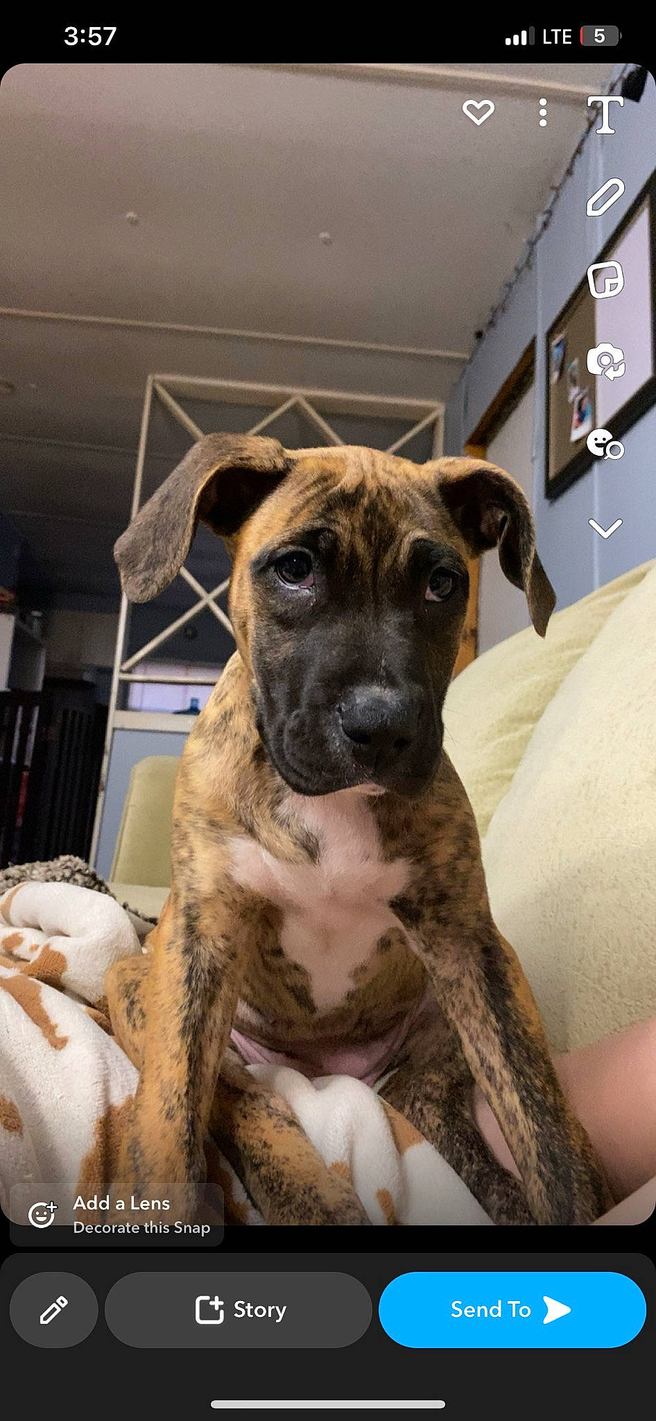 Penny joined the competition — help win amazing prizes! ancient_dog_breeds, boxer, canidae, carnivore, companion_dog, dog, dog_breed, fawn, fur, guard_dog, non_sporting_group, plott_hound, snout, sporting_group, terrestrial_animal, toy_dog, whiskers, working_animal, working_dog