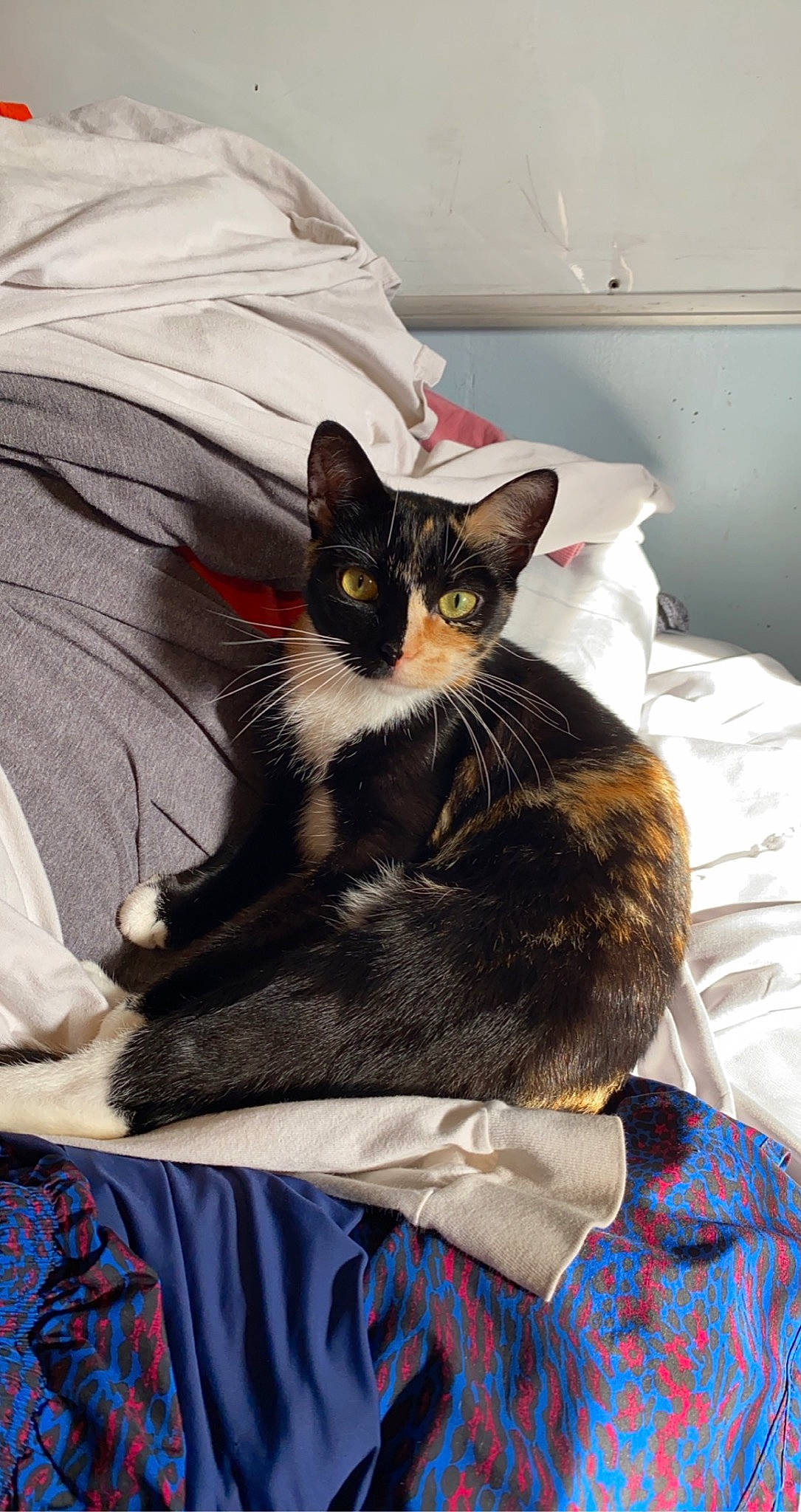 Nidalee joined the competition — help win amazing prizes! bed, bedding, black_cat, carnivore, cat, cat_supply, comfort, domestic_short_haired_cat, felidae, fur, grey, linens, nap, pattern, room, sitting, small_to_medium_sized_cats, tail, textile, whiskers