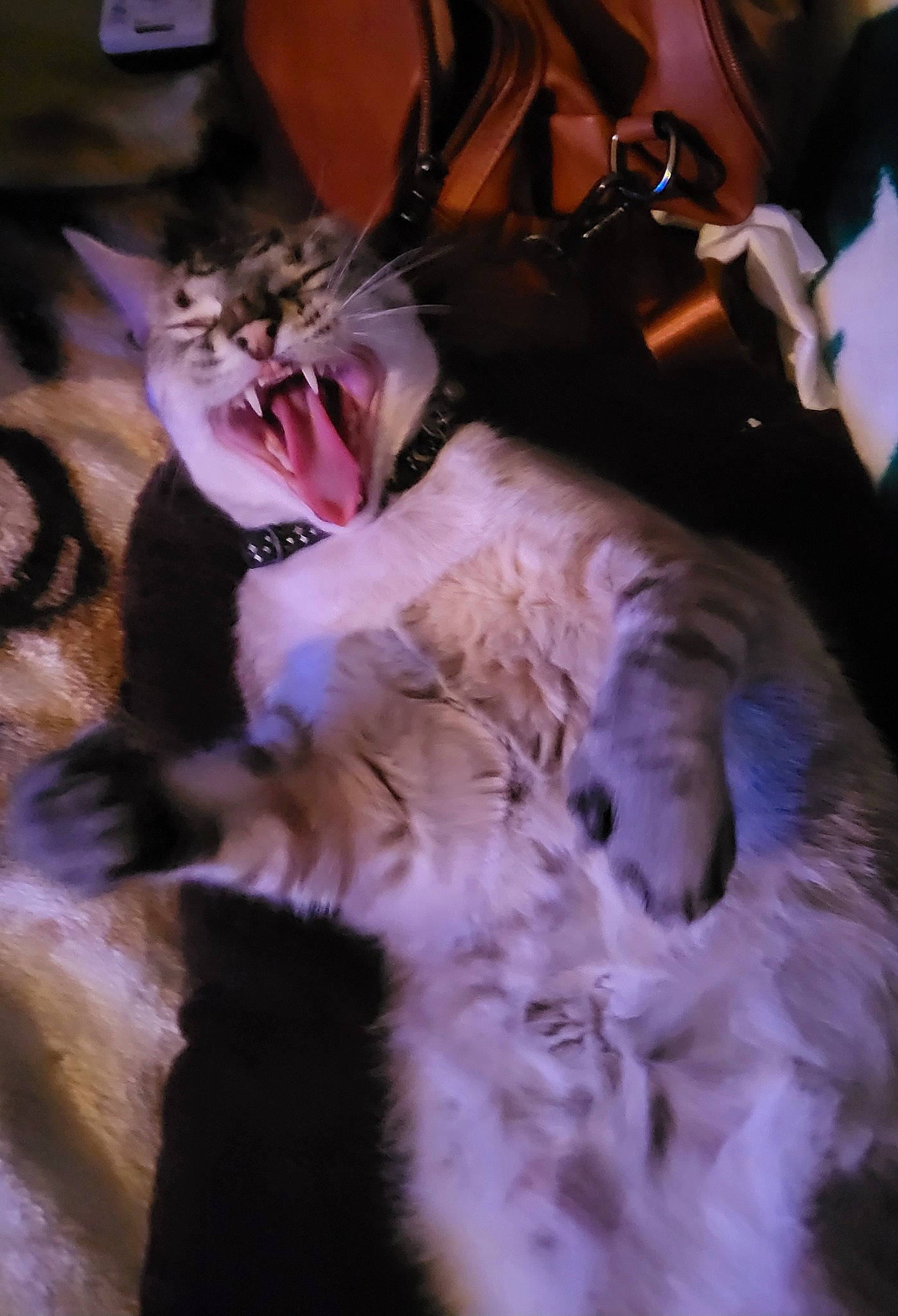 Digits joined the competition — help win amazing prizes! bengal_tiger, big_cats, canidae, carnivore, cat, claw, companion_dog, dog_breed, event, fawn, feather, felidae, fun, fur, paw, small_to_medium_sized_cats, sporting_group, tail, tree, whiskers