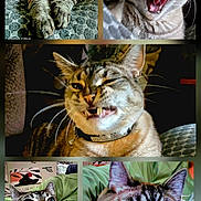 Digits is registered to the contest to win money with this photo: animal, cat, close_up, collage, collar, cute, domestic_cat, expression, face, feline, funny, fur, indoor, pet, playful, portrait, snarl, tabby_cat, whiskers, yawn