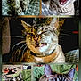 animal, cat, close_up, collage, collar, cute, domestic_cat, expression, face, feline, funny, fur, indoor, pet, playful, portrait, snarl, tabby_cat, whiskers, yawn