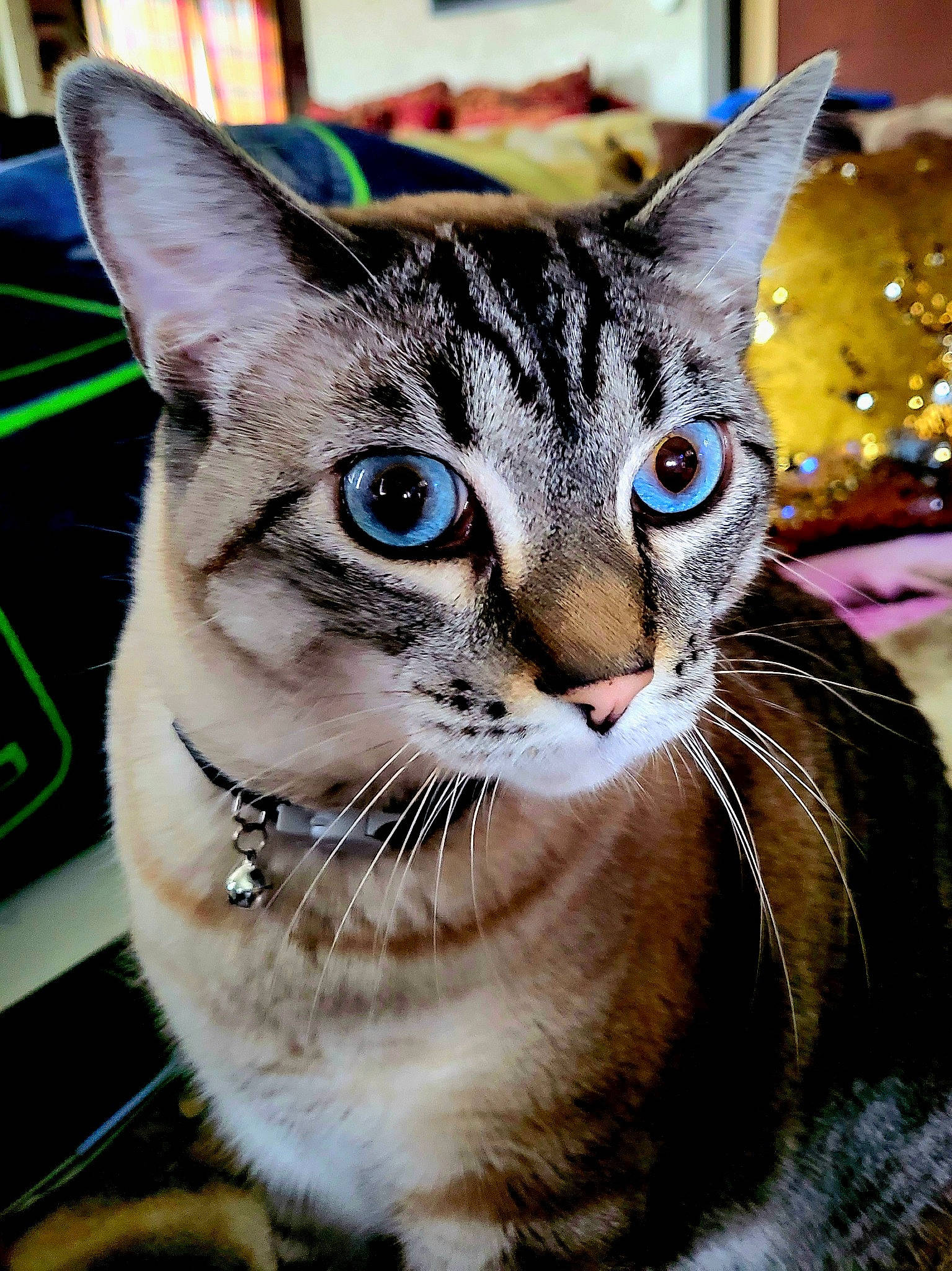 Digits joined the competition — help win amazing prizes! carnivore, cat, close_up, collar, domestic_short_haired_cat, felidae, fur, grass, iris, paw, small_to_medium_sized_cats, snout, whiskers