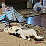 animal, calico, carpet, cat, cat_tree, cozy, curled_paws, floor, fur, furniture, home, household, indoor, packages, patterned_rug, pet, playful, relaxed, tunnel, wide_eyes