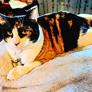 Pickled Beans is registered to the contest to win money with this photo: animal, blanket, calico, cat, closeup, comfort, cozy, cute, domestic, eyes, feline, fur, indoor, mammal, pet, portrait, relaxed, resting, soft, whiskers