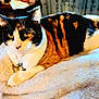 animal, blanket, calico, cat, closeup, comfort, cozy, cute, domestic, eyes, feline, fur, indoor, mammal, pet, portrait, relaxed, resting, soft, whiskers