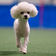 Tommy a rejoint le concours — aidez-le/la à gagner de superbes lots ! adorable, animal, blue_background, centered_subject, curly_fur, dog, fluffy, front_view, green_floor, indoors, pet, photography, poodle, portrait, purple_background, small_dog, standing, trotting, walking, white_dog