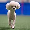 adorable, animal, blue_background, centered_subject, curly_fur, dog, fluffy, front_view, green_floor, indoors, pet, photography, poodle, portrait, purple_background, small_dog, standing, trotting, walking, white_dog