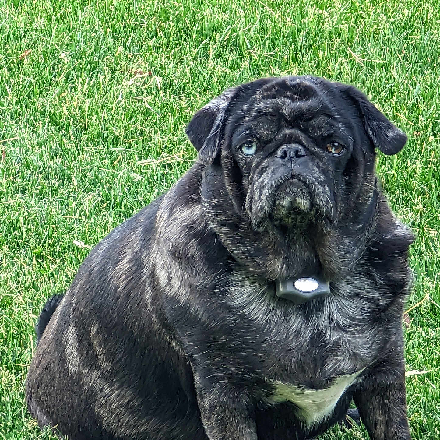 Phoebe is registered to the contest to win money with this photo: dog, pug, heterochromia, grass, outdoor, pet, sitting, black_fur, white_chest_marking, collar, animal, canine, portrait, nature, cute, pet_accessory, summer, daylight, expression, watchful