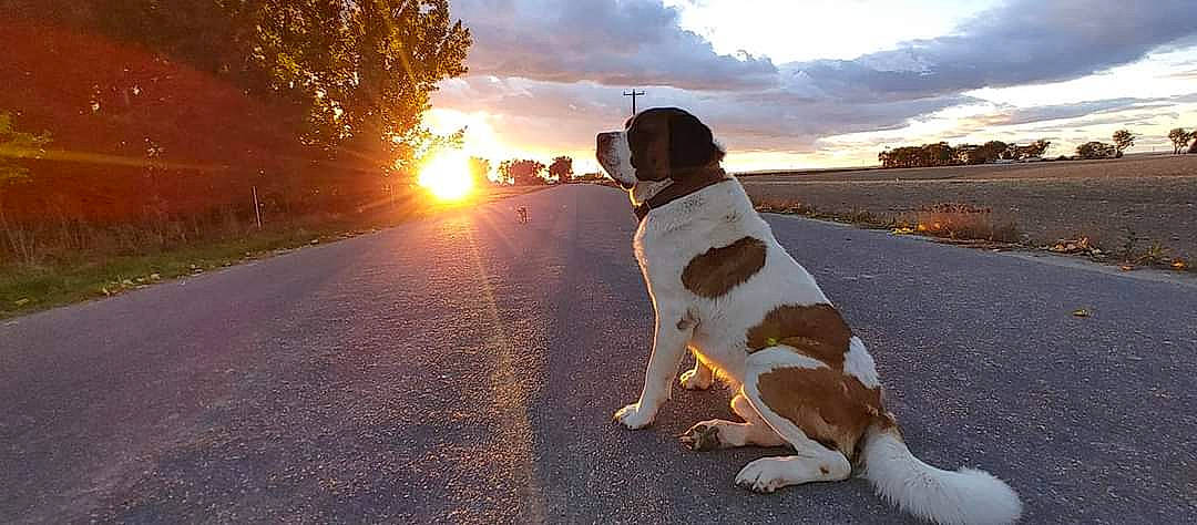 Andy joined the competition — help win amazing prizes! asphalt, carnivore, cloud, collar, companion_dog, dog, dog_breed, dog_collar, fawn, grass, happy, horizon, landscape, leash, plant, road, road_surface, sky, tail, tree