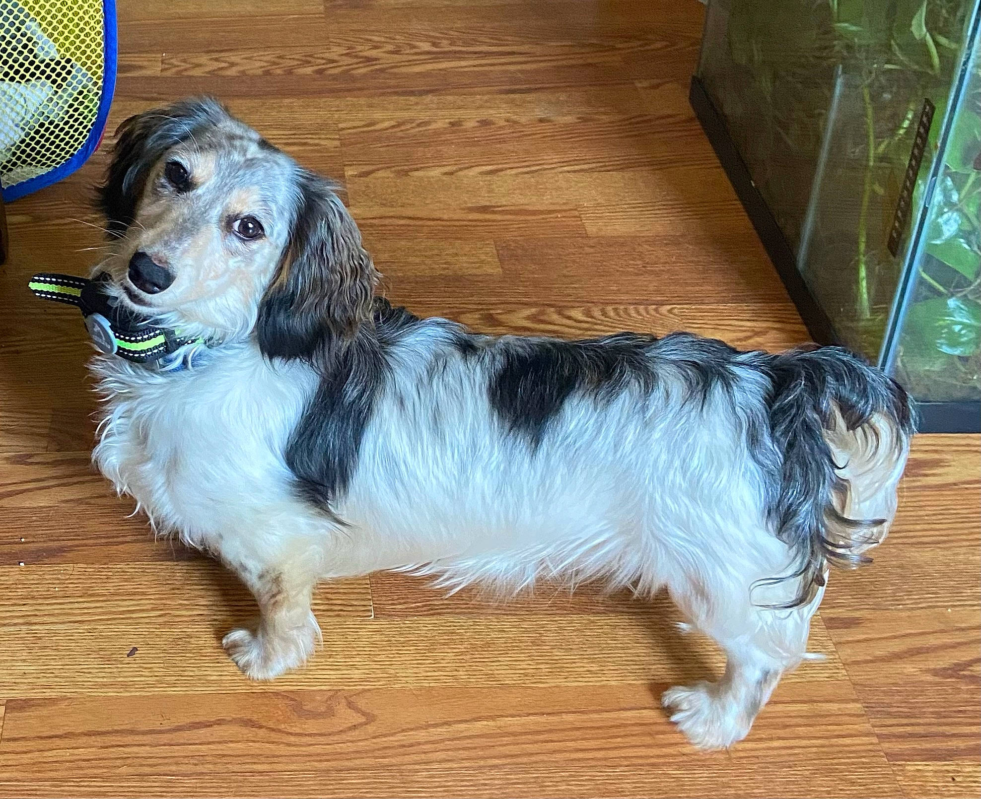 Coop Coop joined the competition — help win amazing prizes! canidae, carnivore, companion_dog, dog, dog_breed, flooring, fur, hardwood, herding_dog, paw, snout, sporting_group, tail, terrestrial_animal, toy_dog, whiskers, wood, wood_flooring, wood_stain, working_animal