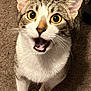 Taro is registered to the contest to win money with this photo: cat, tabby, white_paws, white_chest, yellow_eyes, wide_eyes, open_mouth, whiskers, ears, fur, pet, animal, indoor, carpet, curious, looking_up, standing, close_up, domestic_cat, cute