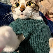Taro is registered to the contest to win money with this photo: cat, close_up, whiskers, green_sweater, curious, wide_eyes, indoor, pet, feline, knitted, cozy, fur, paw, portrait, cute, animal, domestic, attention, playful, soft