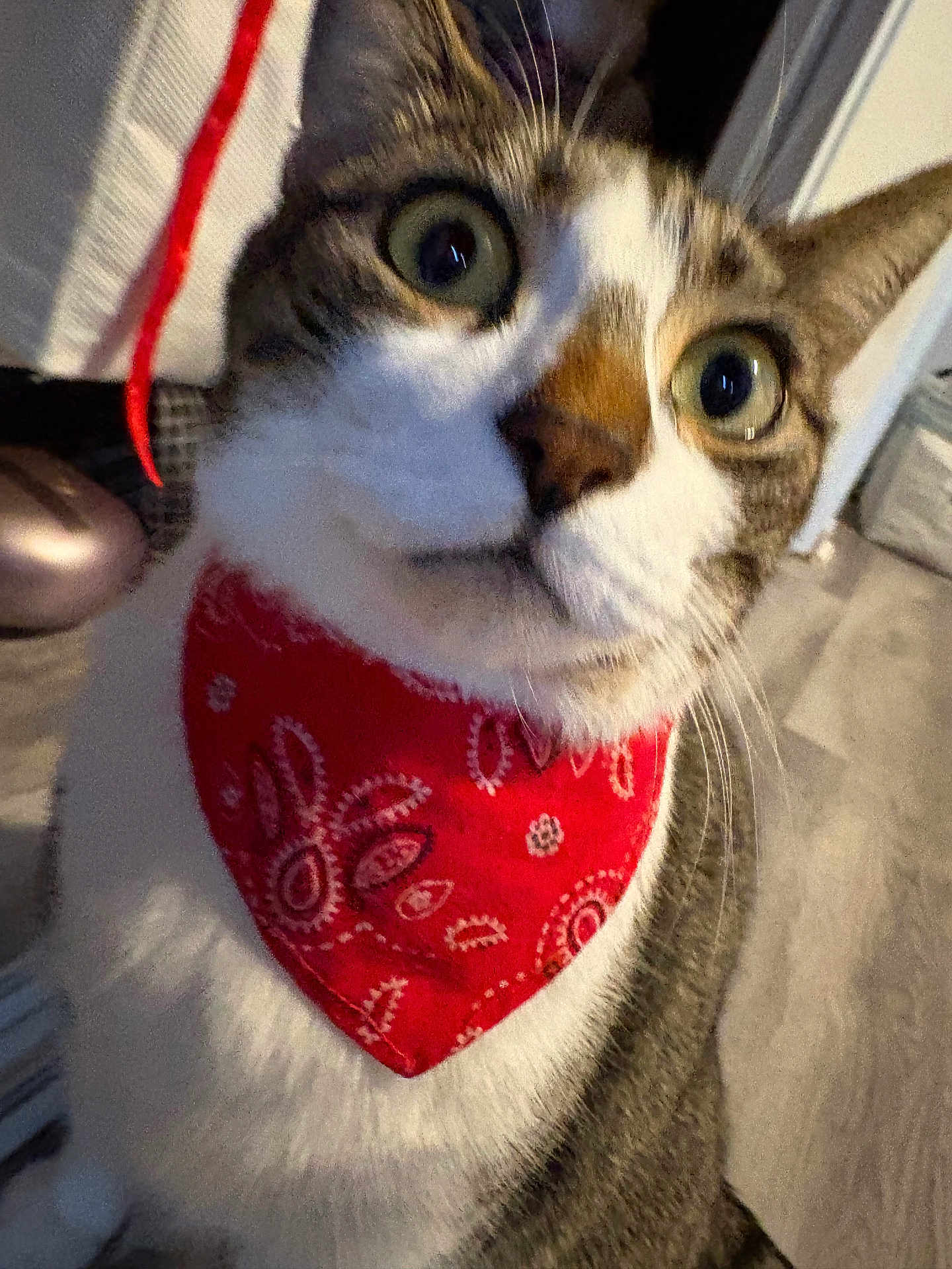 Taro joined the competition — help win amazing prizes! cat, bandana, red, close_up, indoor, curious, wide_eyes, pet, fur, whiskers, tabby, domestic_cat, animal, cute, face, looking, floor, household, mammal, portrait