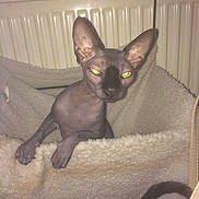 Minky is registered to the contest to win money with this photo: