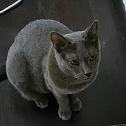 Tchoucky participe au concours pour gagner de l'argent avec cette photo : cat, gray_cat, animal, pet, floor, wooden_floor, indoor, feline, whiskers, ears, eyes, sitting, curious, quiet, home, domestic, mammal, cute, furry, quiet_moment