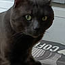Cookie a rejoint le concours — aidez-le/la à gagner de superbes lots ! black_cat, carnivore, cat, domestic_short_haired_cat, eye, felidae, fur, havana_brown, small_to_medium_sized_cats, snout, terrestrial_animal, whiskers, window