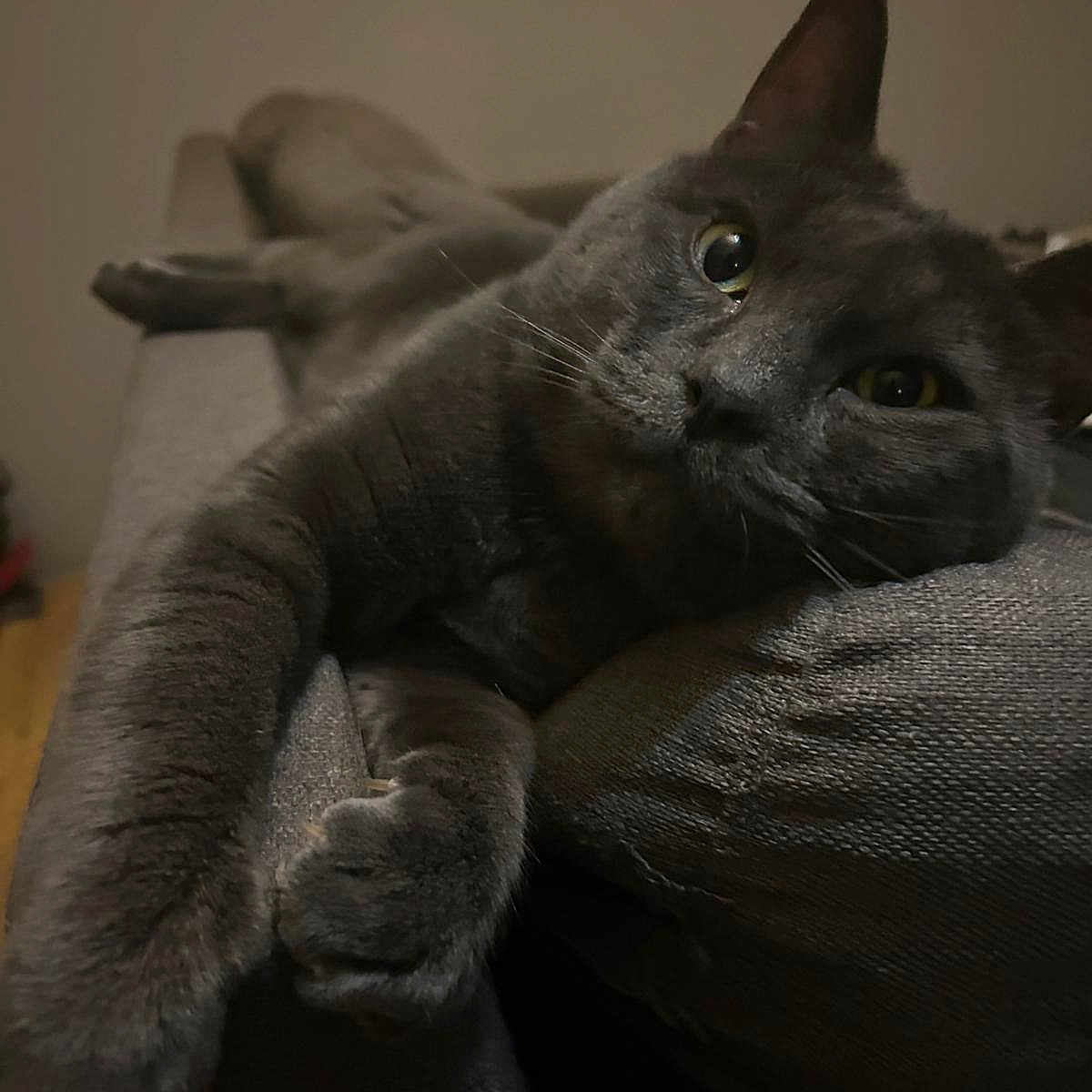 Cookie