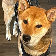 Hachi is registered to the contest to win money with this photo: dog, shiba_inu, pet, animal, canine, fur, harness, indoor, wooden_floor, brown, tan, ears, face, eyes, nose, paw, standing, looking, close_up, curious