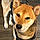 Hachi