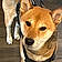 Hachi