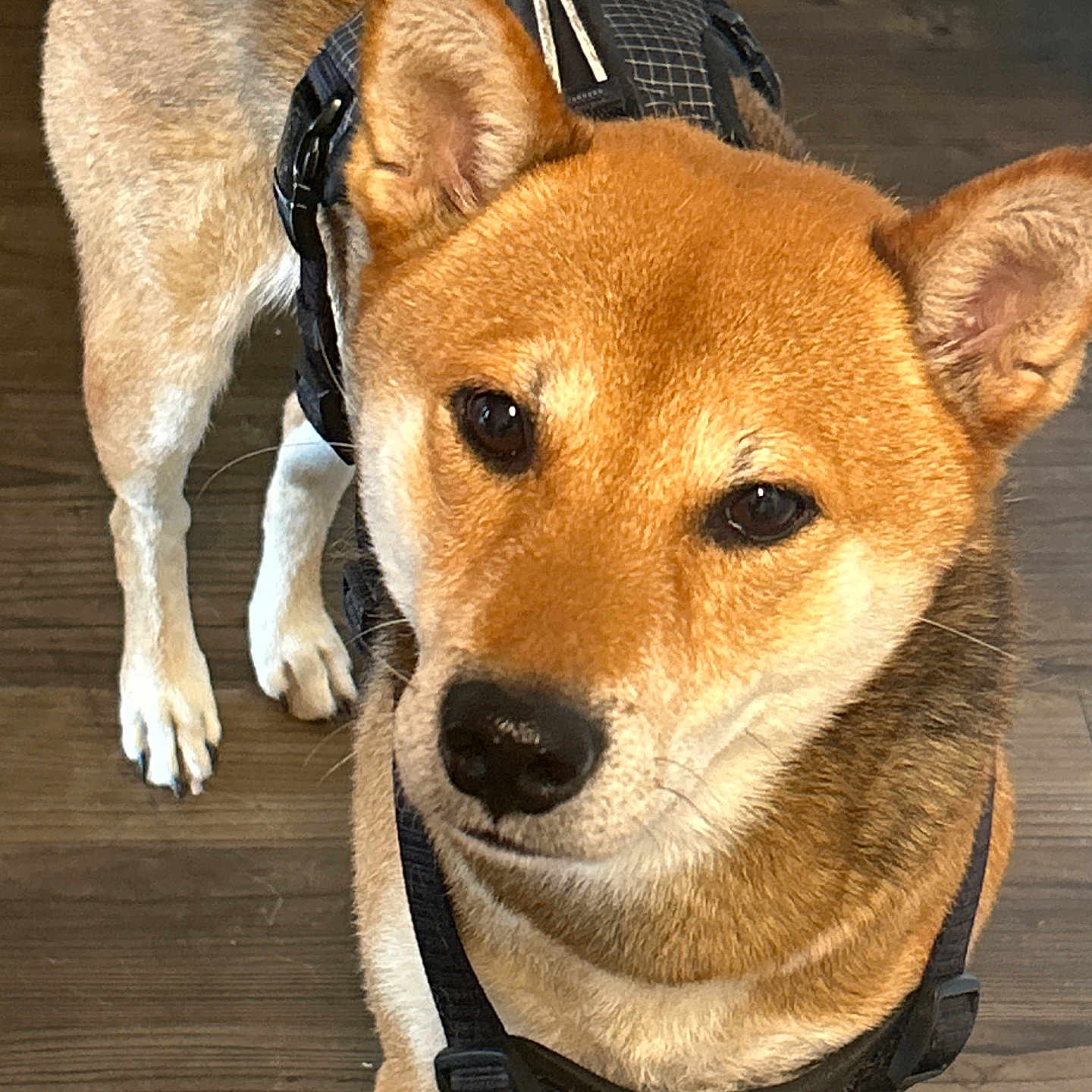 Hachi