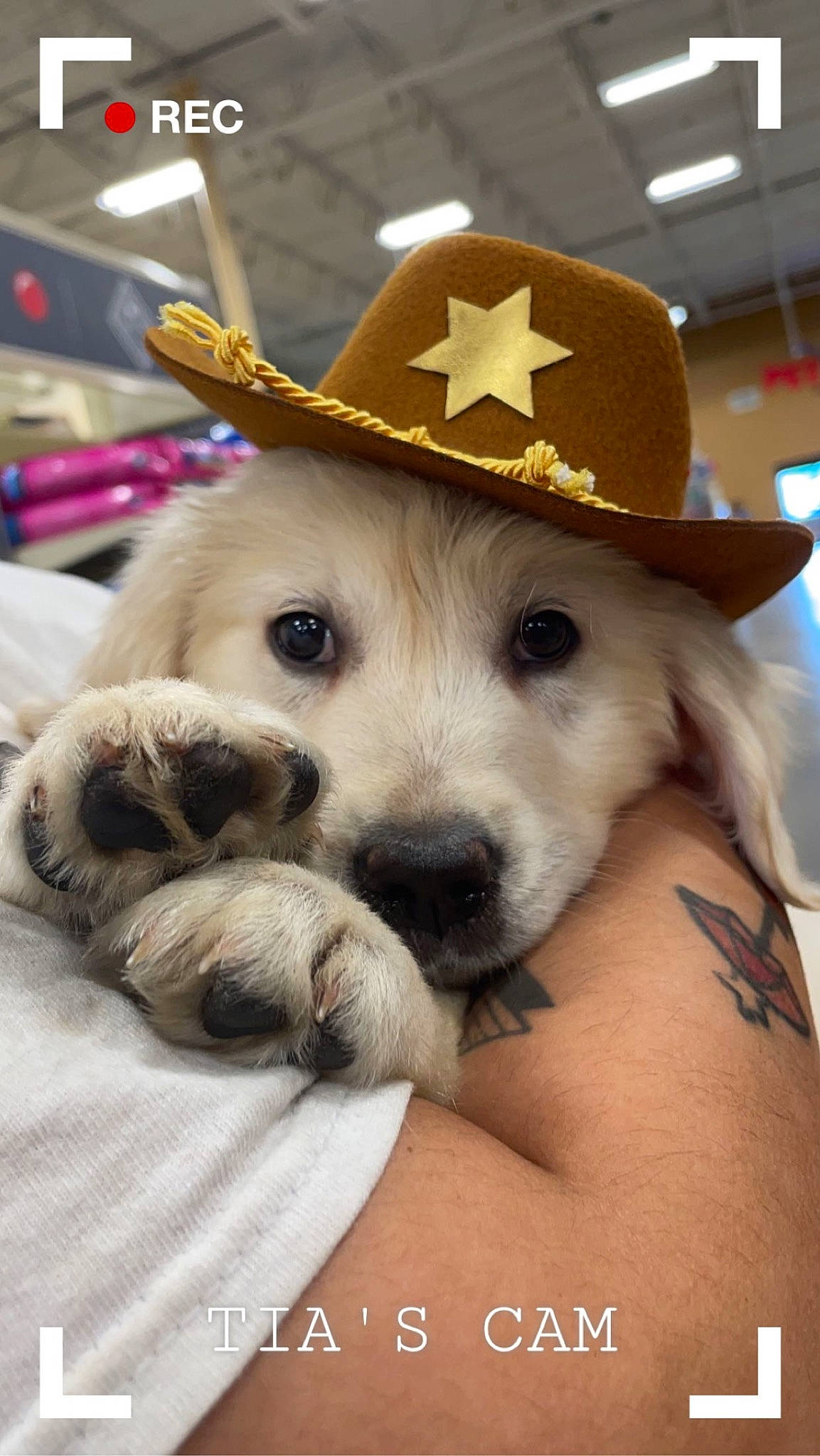 Duckie is registered to the contest to win money with this photo: cap, carnivore, companion_dog, costume_hat, cowboy_hat, dog, dog_breed, eyewear, fashion_accessory, fawn, fedora, fur, happy, hat, party_hat, selfie, snout, sporting_group, sun_hat, working_animal