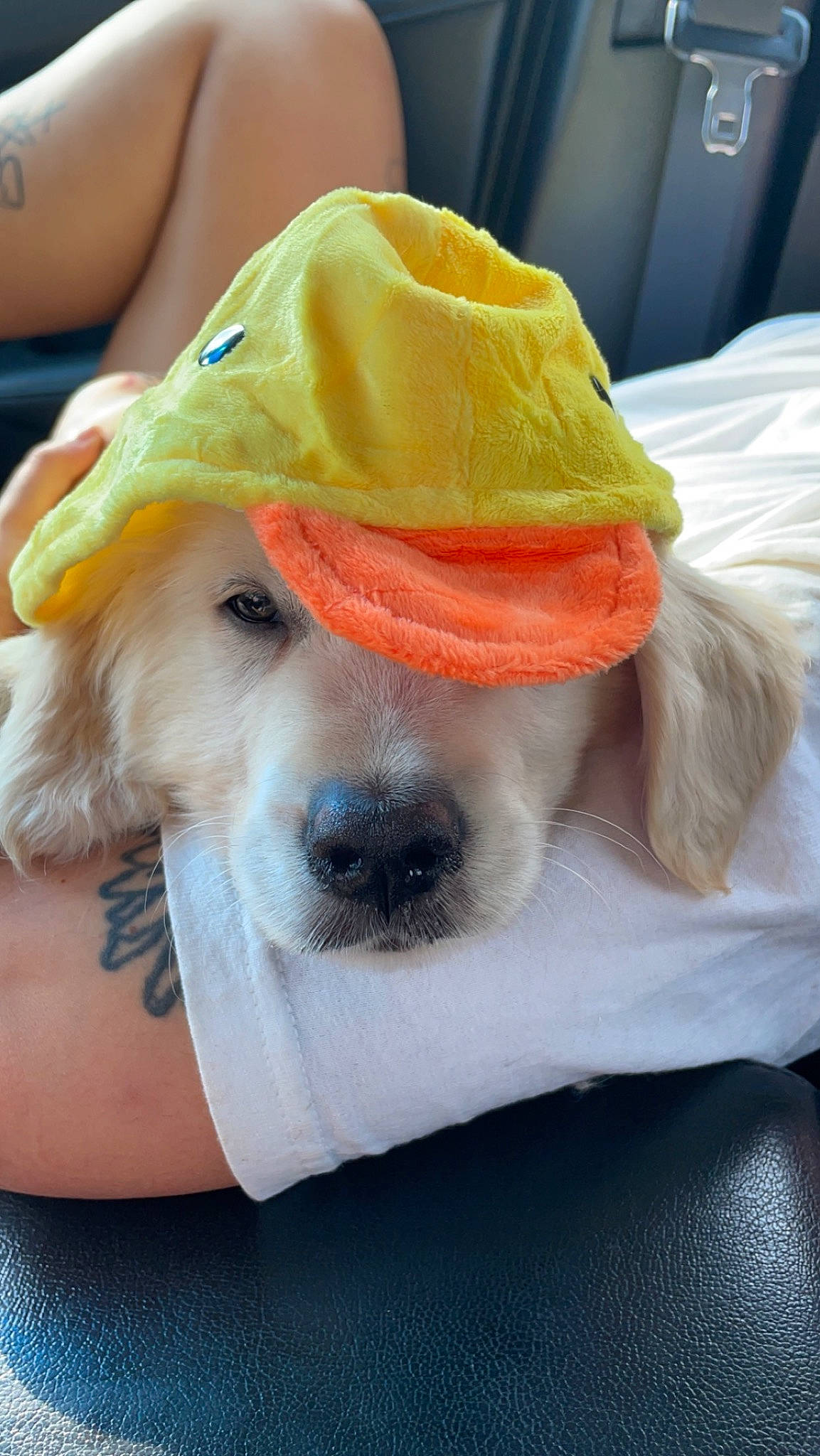 Duckie is registered to the contest to win money with this photo: canidae, cap, carnivore, collar, companion_dog, dog, dog_breed, dog_clothes, dog_collar, dog_supply, fashion_accessory, fawn, fur, hat, personal_protective_equipment, pet_supply, snout, sporting_group, sun_hat, working_animal