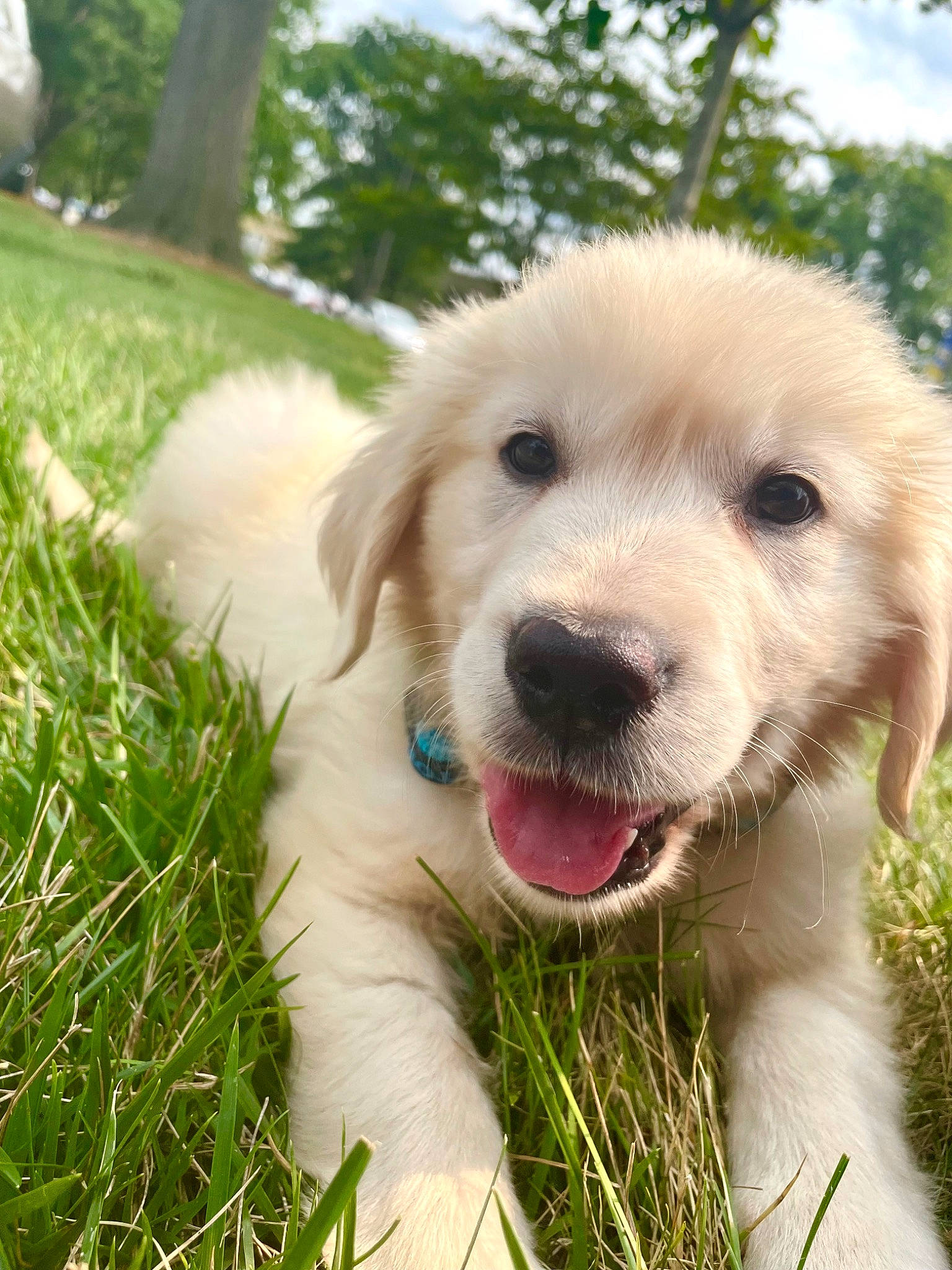 Duckie joined the competition — help win amazing prizes! canidae, carnivore, cloud, companion_dog, dog, dog_breed, fur, grass, happy, plant, sky, sporting_group, terrestrial_animal, tree, whiskers