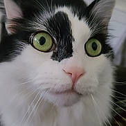 Oreo joined the competition — help win amazing prizes! cat, close_up, green_eyes, black_and_white, whiskers, fur, pet, animal, curious, indoor, face, pink_nose, portrait, feline, mammal, domestic, looking, cute, focus, alert