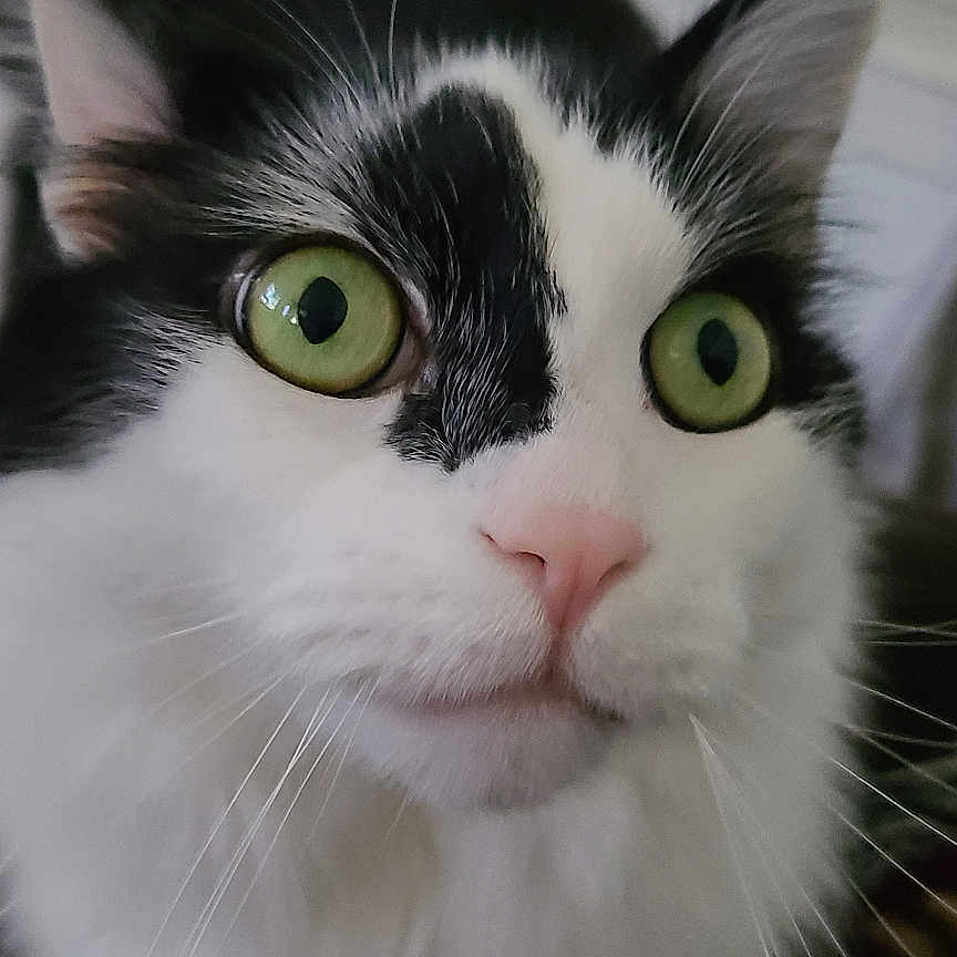 Oreo joined the competition — help win amazing prizes! alert, animal, black_and_white, cat, close_up, curious, cute, domestic, face, feline, focus, fur, green_eyes, indoor, looking, mammal, pet, pink_nose, portrait, whiskers