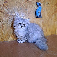 Alma a rejoint le concours — aidez-le/la à gagner de superbes lots ! kitten, cat, fluffy, gray, silver, wooden_surface, wooden_wall, decoration, blue_cat_figurine, pet, animal, fur, cute, small, indoor, sitting, portrait, feline, young, domestic