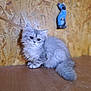 kitten, cat, fluffy, gray, silver, wooden_surface, wooden_wall, decoration, blue_cat_figurine, pet, animal, fur, cute, small, indoor, sitting, portrait, feline, young, domestic