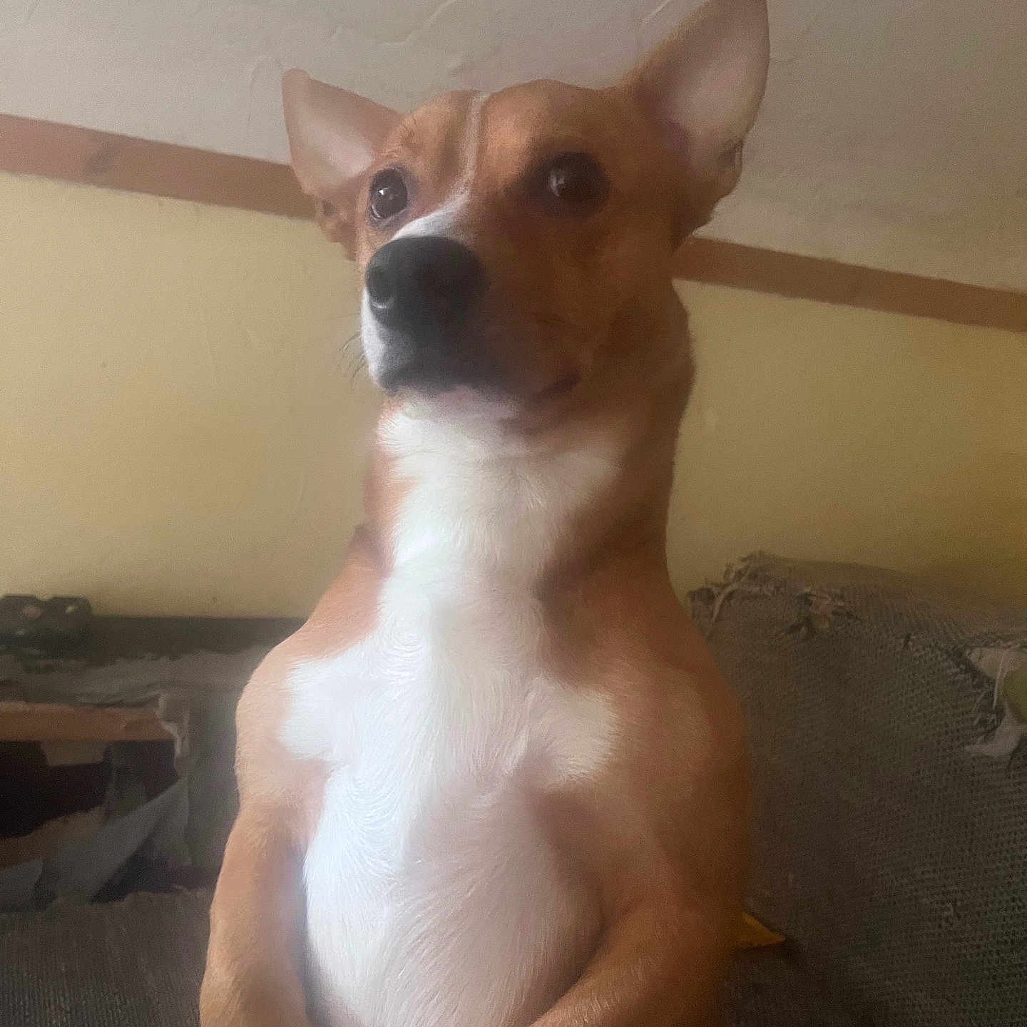 Shiva participe au concours pour gagner de l'argent avec cette photo : dog, pet, indoor, couch, brown_fur, white_chest, ears, face, animal, canine, sitting, looking, expression, fur, domestic, house, furniture, background, light, curious