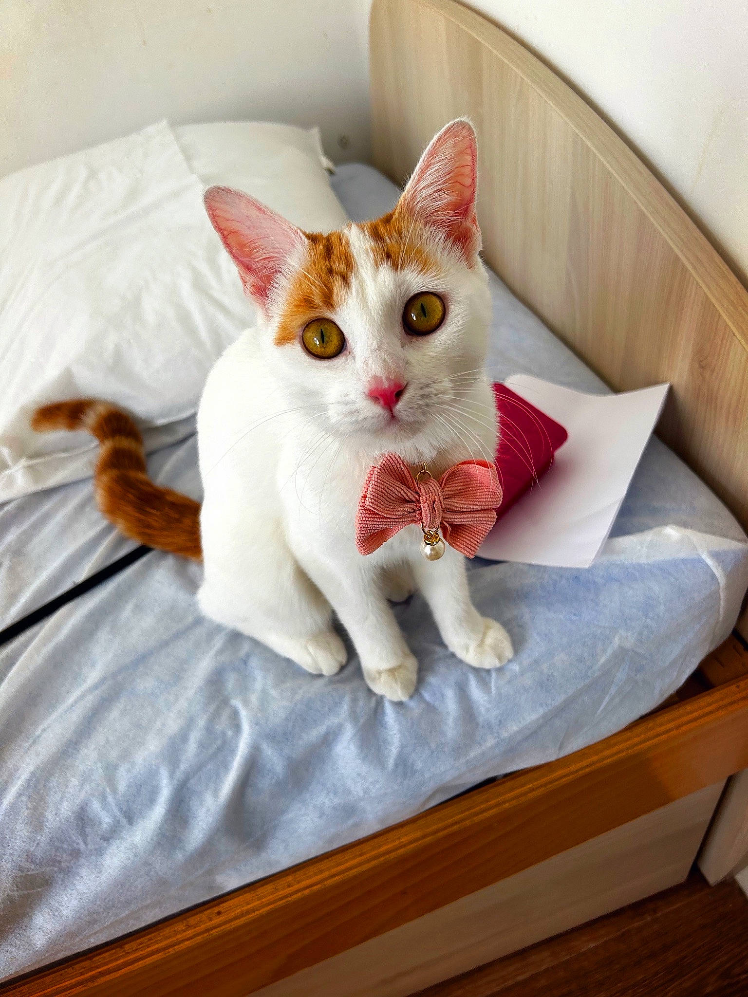Maya participe au concours pour gagner de l'argent avec cette photo : carnivore, cat, comfort, domestic_short_haired_cat, fawn, felidae, fur, hardwood, linens, paw, rectangle, sitting, small_to_medium_sized_cats, snout, tail, whiskers, wood