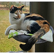 Camille is registered to the contest to win money with this photo: animal, blanket, calico_cat, cat, cozy, cute, domestic_cat, feline, fur, greenery, indoor, looking_away, nature_view, perch, pet, relaxed, resting, soft_light, tail, window