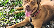 King is registered to the contest to win money with this photo: dog, animal, pet, collar, grass, leaves, tongue_out, outdoor, nature, playful, brown_dog, canine, chew_toy, resting, happy, sunlight, smiling, paw, fur, ground