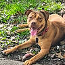 dog, animal, pet, collar, grass, leaves, tongue_out, outdoor, nature, playful, brown_dog, canine, chew_toy, resting, happy, sunlight, smiling, paw, fur, ground