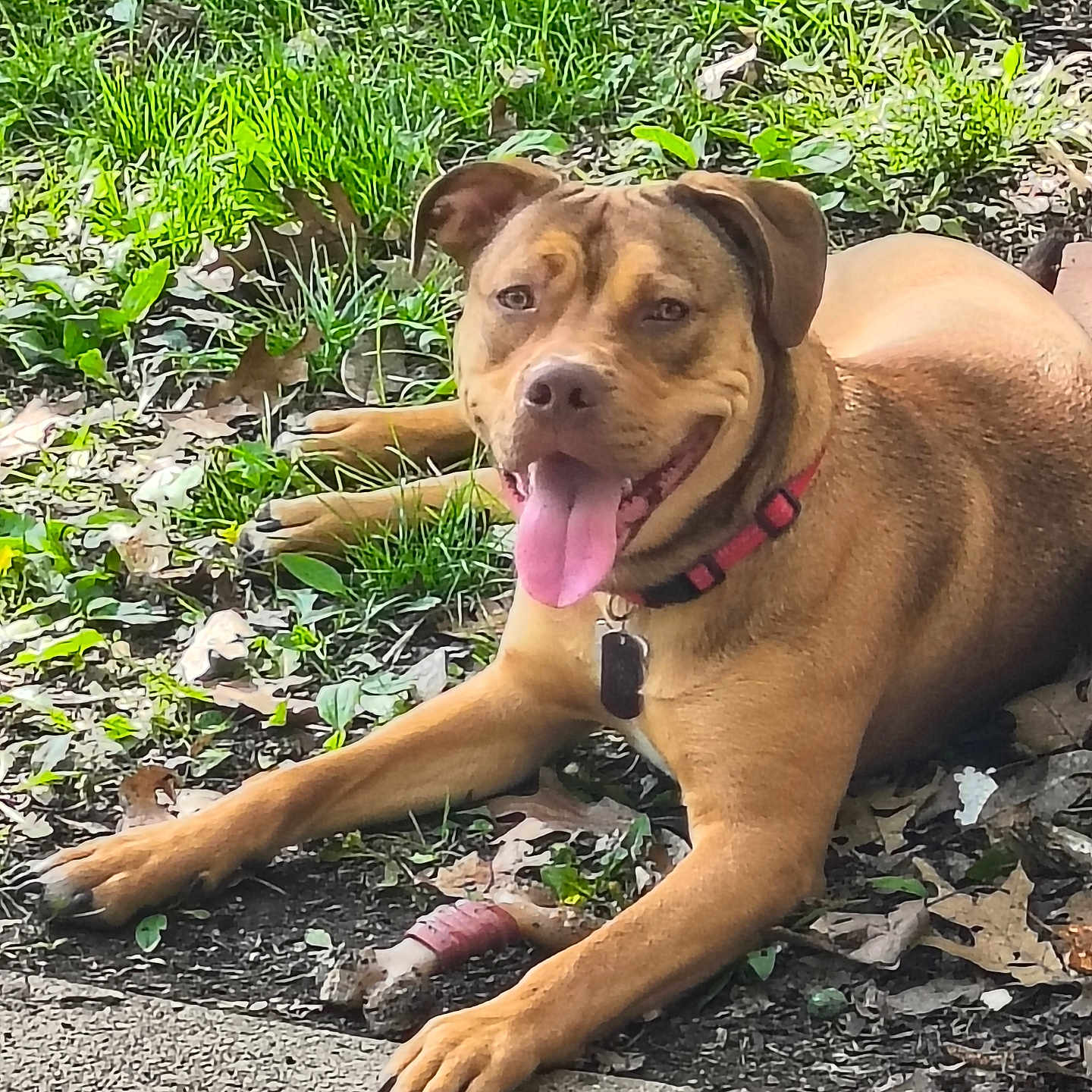 King is registered to the contest to win money with this photo: dog, animal, pet, collar, grass, leaves, tongue_out, outdoor, nature, playful, brown_dog, canine, chew_toy, resting, happy, sunlight, smiling, paw, fur, ground
