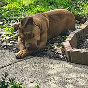 King joined the competition — help win amazing prizes! dog, brown_dog, outdoor, grass, sidewalk, chewing, garden_bed, greenery, leaves, sunlight, pet, animal, daytime, nature, playful, canine, relaxed, ground, collar, brick_border