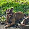 King joined the competition — help win amazing prizes! dog, canine, grass, sunlight, outdoor, sidewalk, pet, tongue_out, happy, brown_coat, collar, leaves, nature, animal, paw, resting, daytime, ears, smiling, landscape